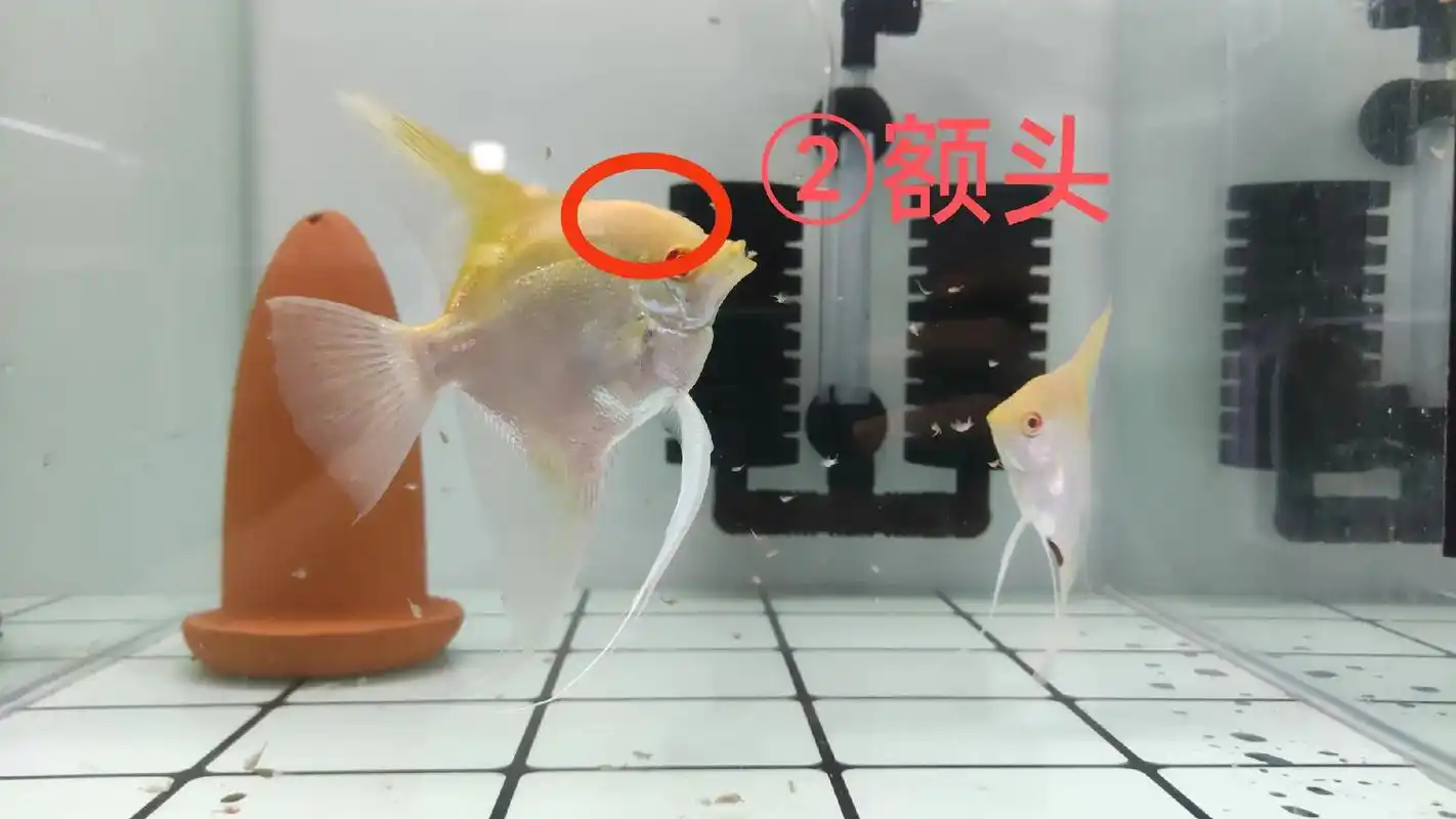 燕鱼如何分公母