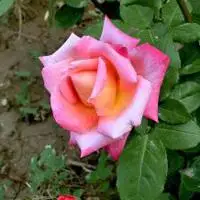 好看的月季花朵头像,月季花品种图片