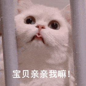 历史回顾网红猫咪猫咪奶团子表情包二