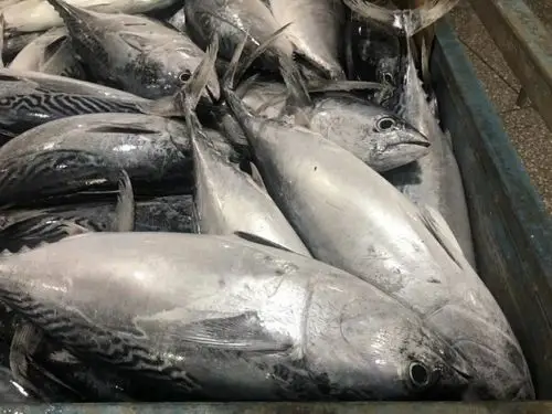 首页 供应 水产品 海水鱼类 冰鲜炮弹鱼/鲣鱼