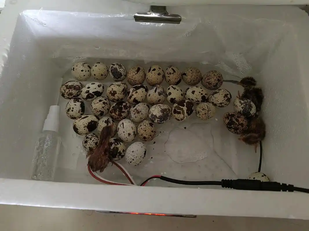 孵化第16天鹌鹑出壳啦,35枚出壳30只小鹌鹑,据说42天就 - 抖音
