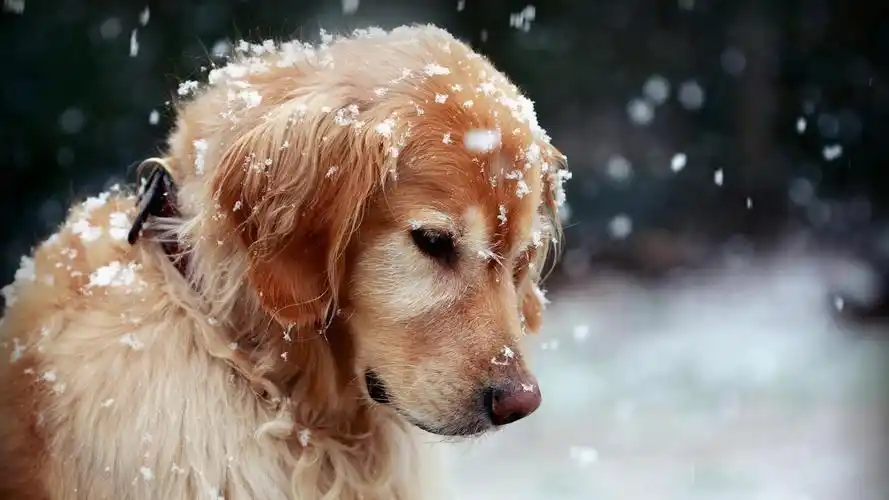 19201080电脑壁纸可爱1920x1080高清壁纸可爱