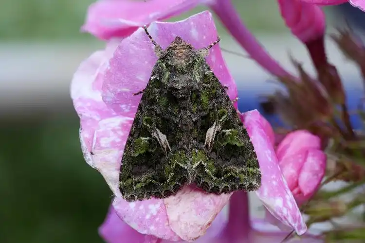 meldeneule (trachea atriplicis)