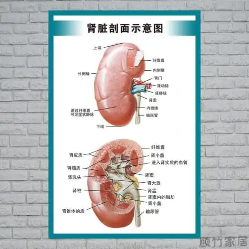 人体内脏解剖示意图医学宣传挂图人体器官心脏结构图医院海报全身器官