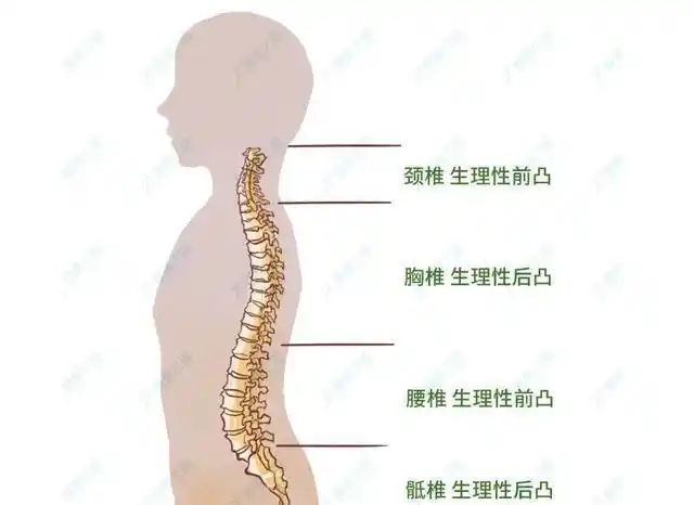 慢慢学会抬头,坐立,到行走时,会逐步形成脊柱的四个生理曲度,它们能够