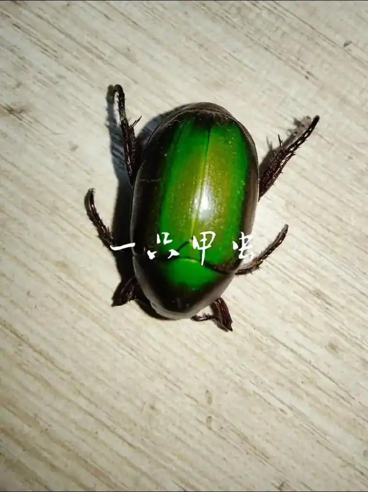 一只甲虫落在了阳台的水盆里,四仰八叉地在水里挣扎.盆里的水并不多