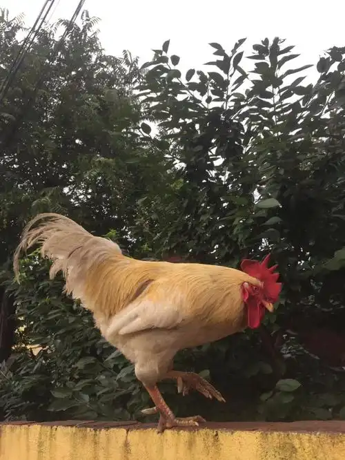 东阳吴宁街道公鸡