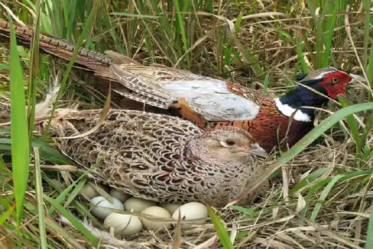 山鸡养殖的市场前景及销售
