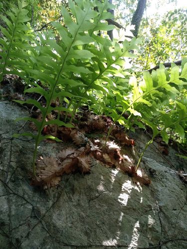 骨碎名贵滋补中草药材药用花卉绿植植物庭院绿植