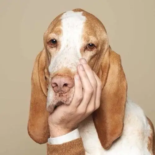 像狗一样的思考人生