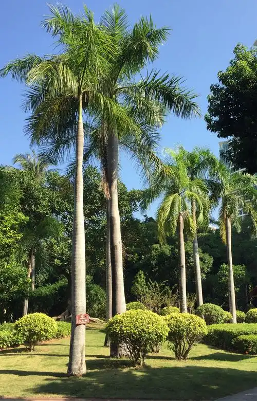 海之南遇见的那些树