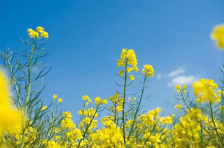 花田 菜籽 油菜 油菜花图片_花田 菜籽 油菜 油菜花高清图片素材库