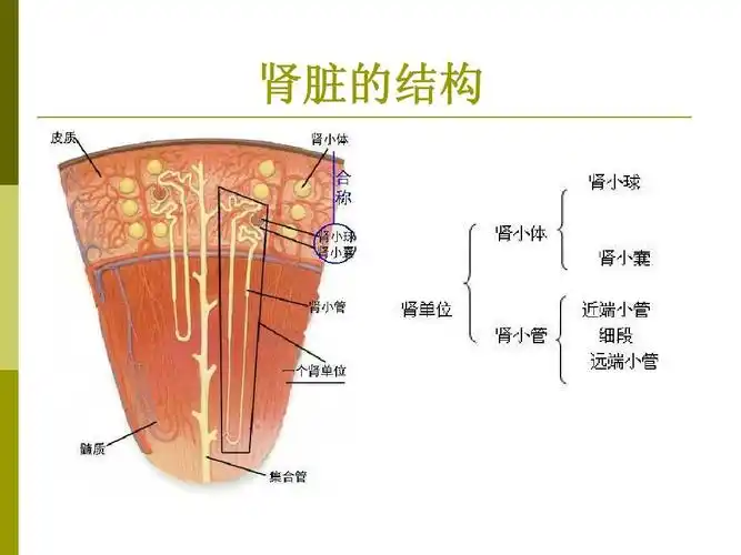 肾脏的结构