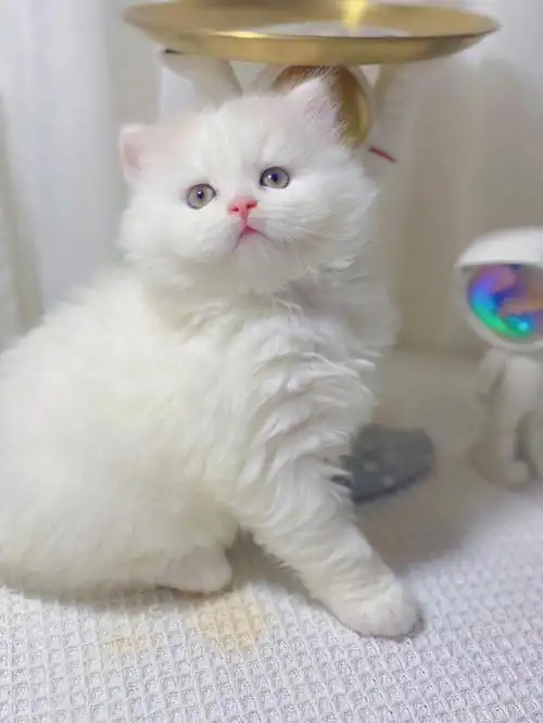 乳白高地米努特脸版乳白净梵弟弟乳白长毛猫
