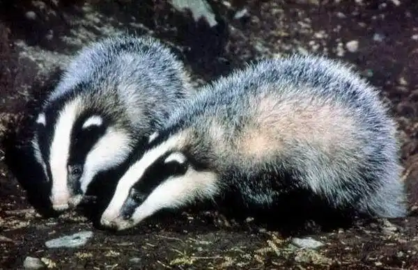 比较清楚: 獾,也叫狗獾,欧亚獾.属于食肉目鼬科.