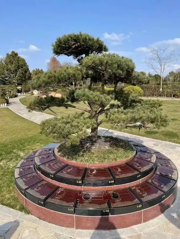 上海树葬购买指南