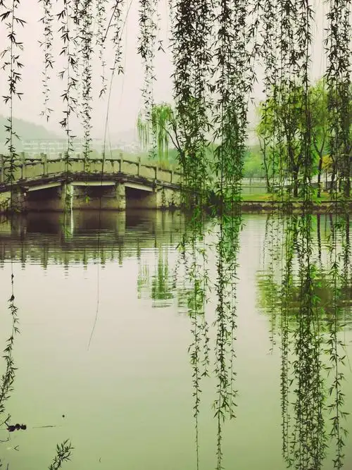 柳技摇曳,烟雨梦中
