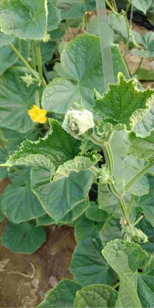 老师你好帮忙看下这黄瓜秧头是什么情况