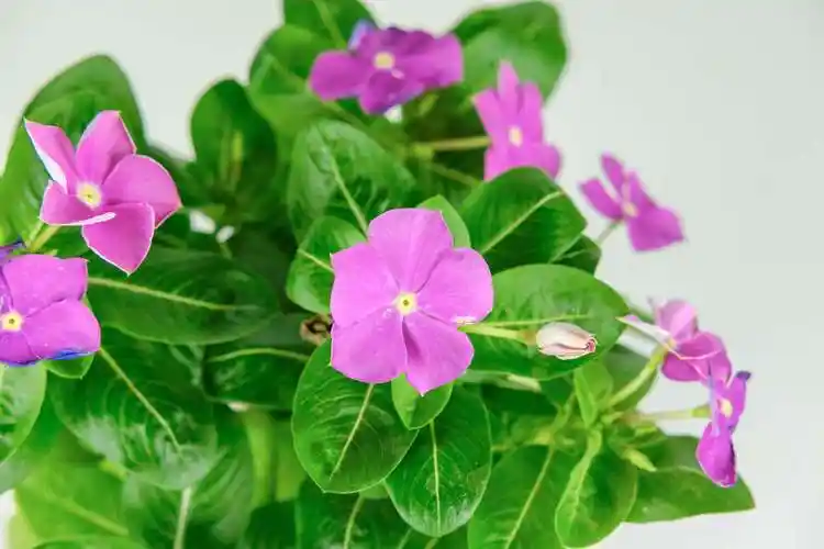 长春花有毒吗_花问