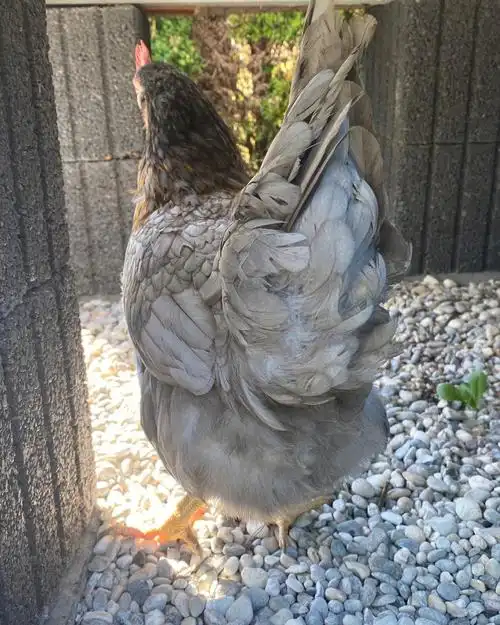 养鸡啦自己diy建鸡舍