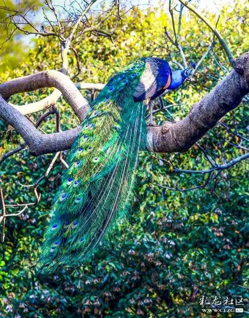 孔雀蓝孔雀绿孔雀昆明动物园