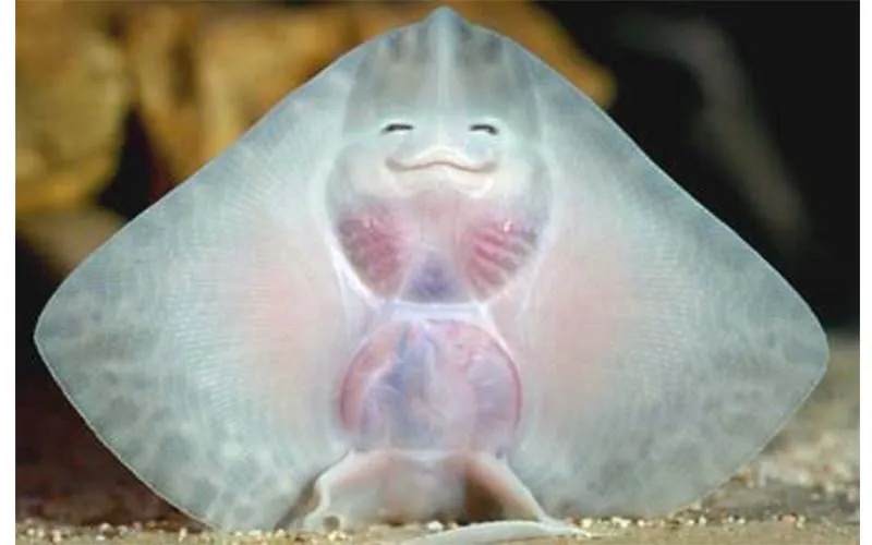 藏有可爱萌笑脸的鳐鱼,晒乾后.竟然变得这麼可怕!