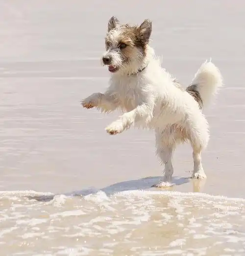 冷知识:狗一直摇尾巴是什么意思?