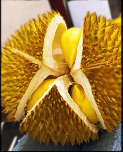 泰国国宝级榴莲--长柄干尧,是泰国的贵族榴莲,产量十分稀少.