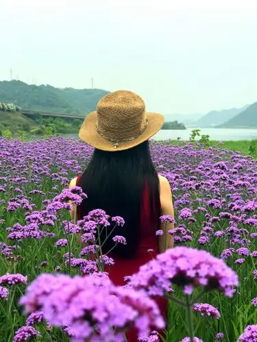 赏花 紫色花海 写美篇