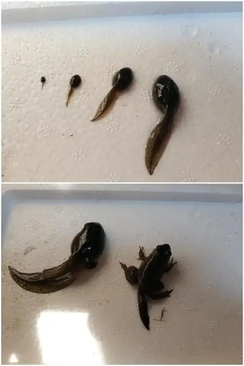 儿童科教观察青蛙蝌蚪生长过程全套活体材料人工繁殖健康优质产品