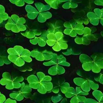 幸运草头像图片大全寓意好运幸运