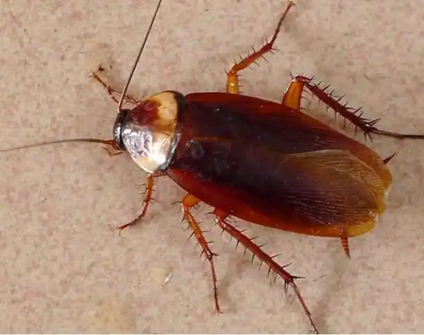 卧室有蟑螂睡觉危险么