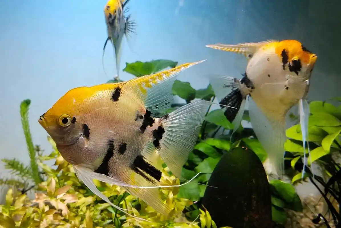 燕鱼怎么分公母  公燕鱼和母燕鱼区分主要有两点: 体型.