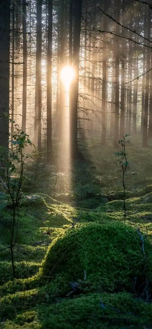 灿烂阳光森林风景高清手机壁纸-风景-壁纸下载-美桌网