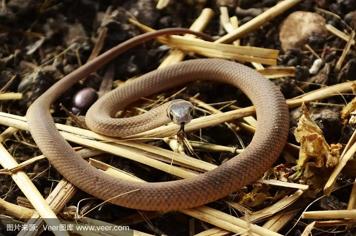 澳大利亚东部的棕色小蛇