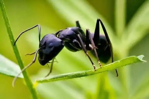 黑蚂蚁有毒吗黑蚂蚁怎么吃效果好