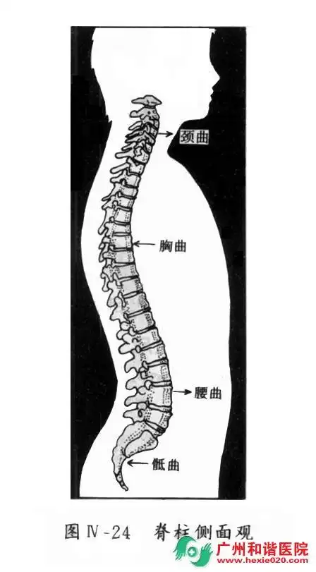 脊柱侧面图片