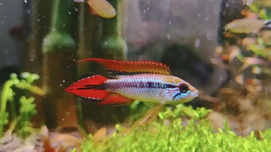 一刹那的美!南美阿卡西短鲷纪念