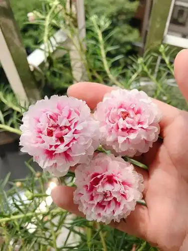 重瓣太阳花,号称"迷你牡丹",花型美艳,花期超长,是盆栽佳品