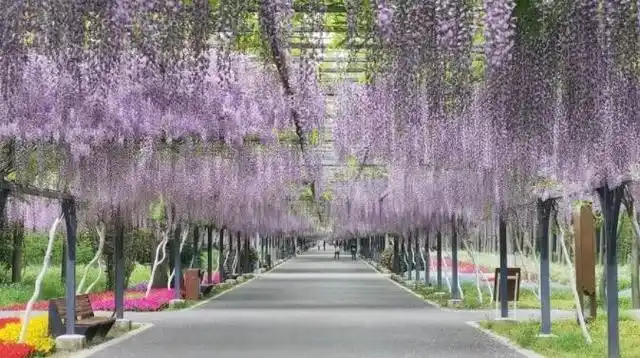 遍地开花,崇明"赏花游"热度持续飙升|花卉|崇明|赏花游_新浪新闻