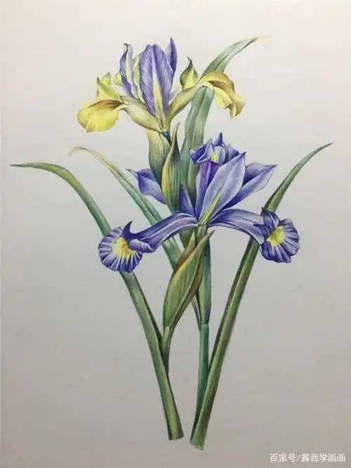 手绘鸢尾花彩铅画步骤图