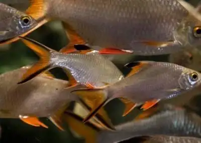 请教一下大神这是什么鱼!