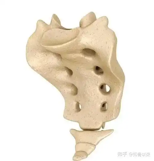 屁股尾骨疼怎么办