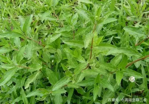 鳢肠是稳定血液的中药,种植它会不会很难?它是很容易成活的植物