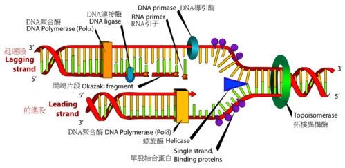 如何才能长生不老?保护好生命的时钟—端粒