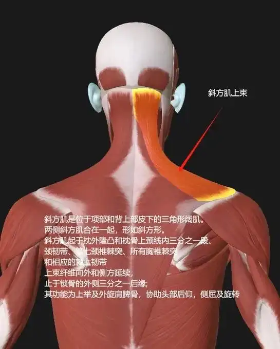 医学科普 #斜方肌 - 抖音