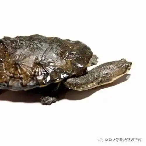 阿根廷蛇颈龟南美蛇颈龟