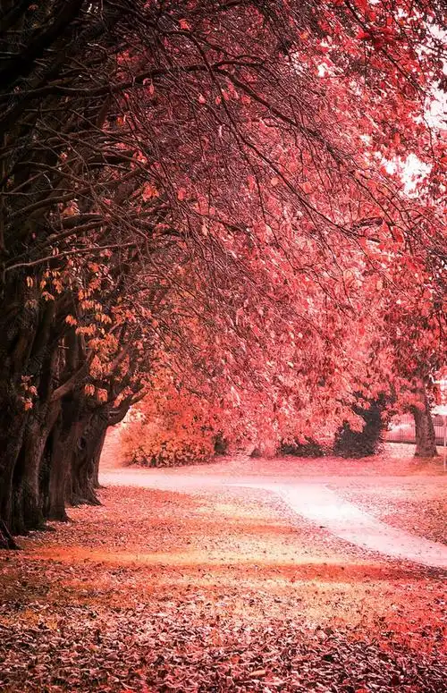 美丽金色的秋天的景色与树木和金色的叶子在阳光下的苏格兰