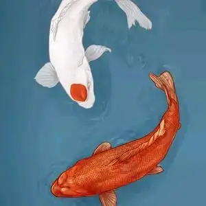 天河红鲤鱼头像