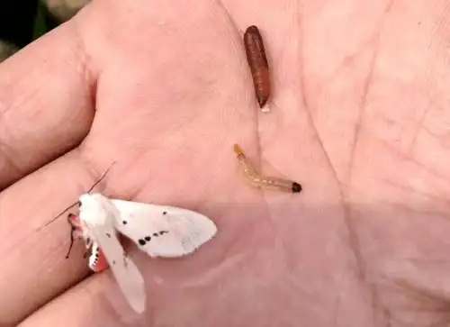 草地贪夜蛾幼虫最明显的特征是其腹部末节有呈正方形排列的4个黑斑